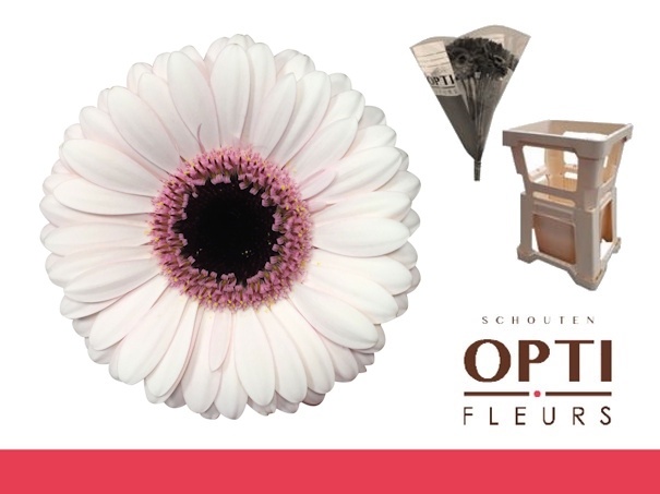 Гермини Эбби Лу, шт.