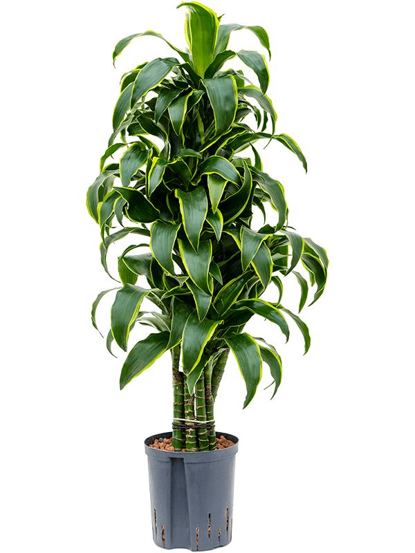 Dracaena fragrans 'Dorado', D 18