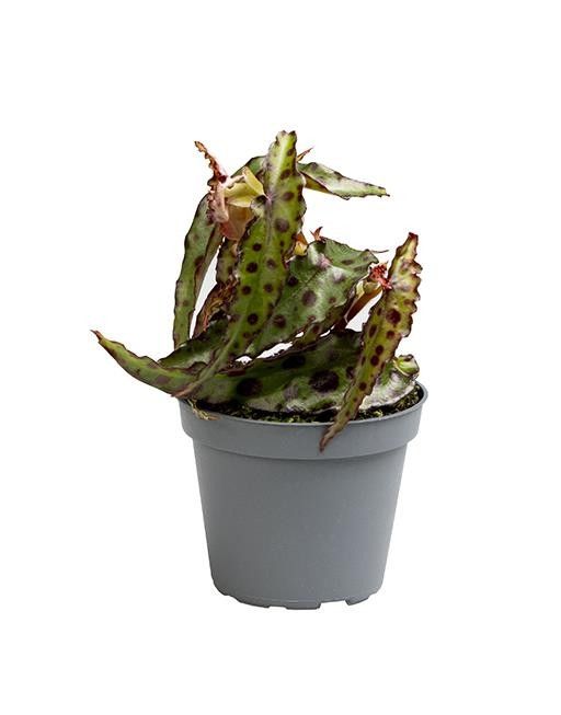 BEGONIA X-HYBRID 'Amphioxus', D 6 cm