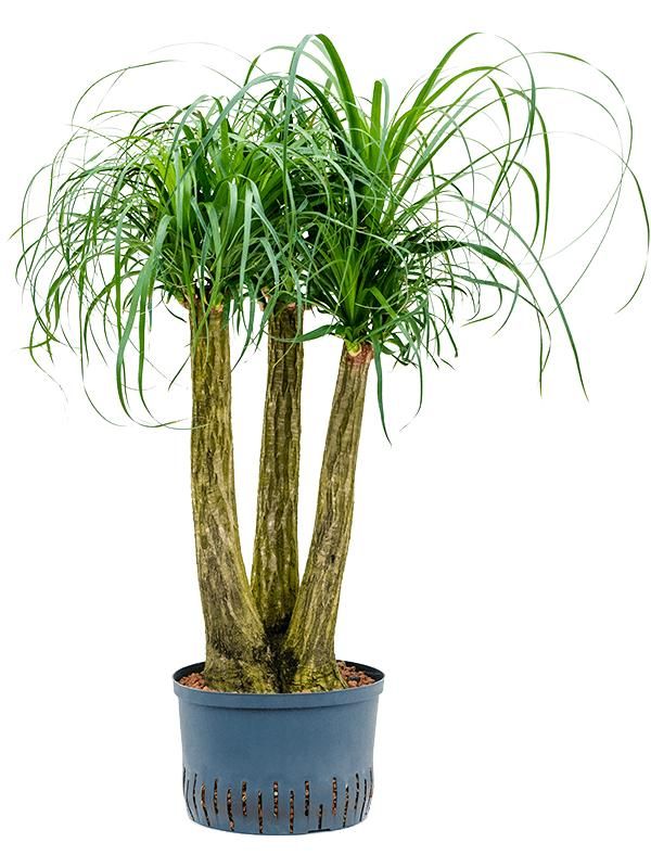 Beaucarnea recurvata, D 28