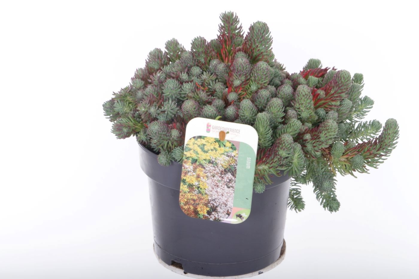 Sedum forsterianum Oracle, D 17 cm Sedum forsterianum Oracle, D 17 cm
