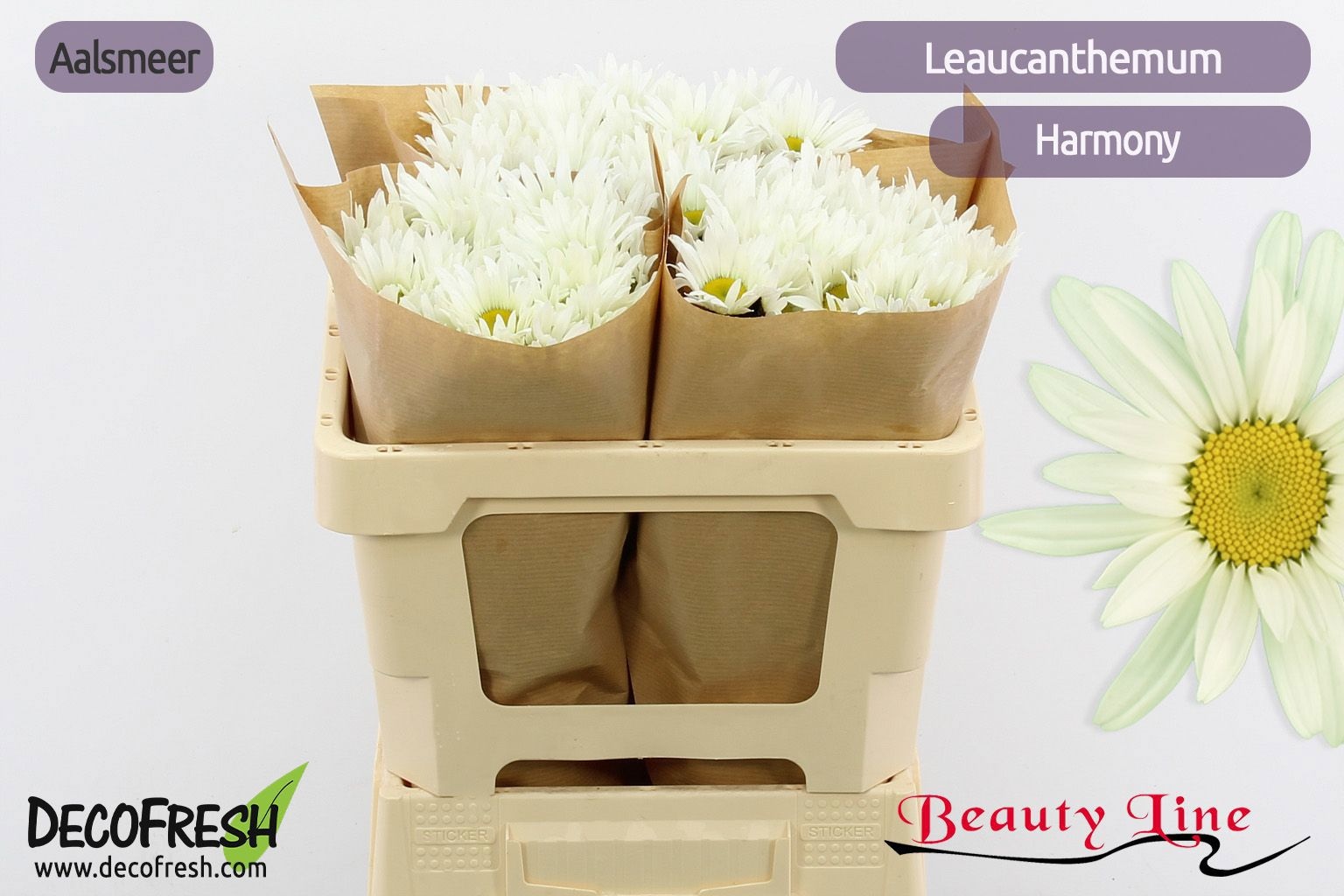 Леукантемум Хармони 50, шт.