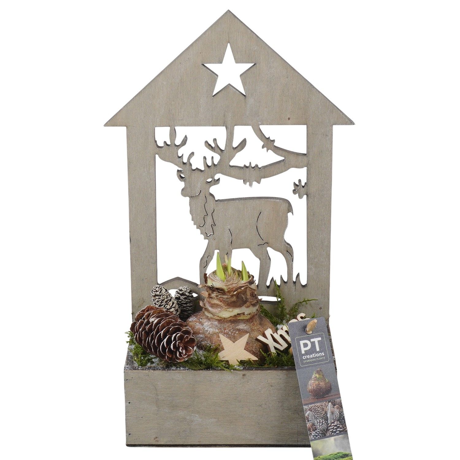 PTACH5894 Arrangement Amaryllis Christmas in houten bak, D 16 cm