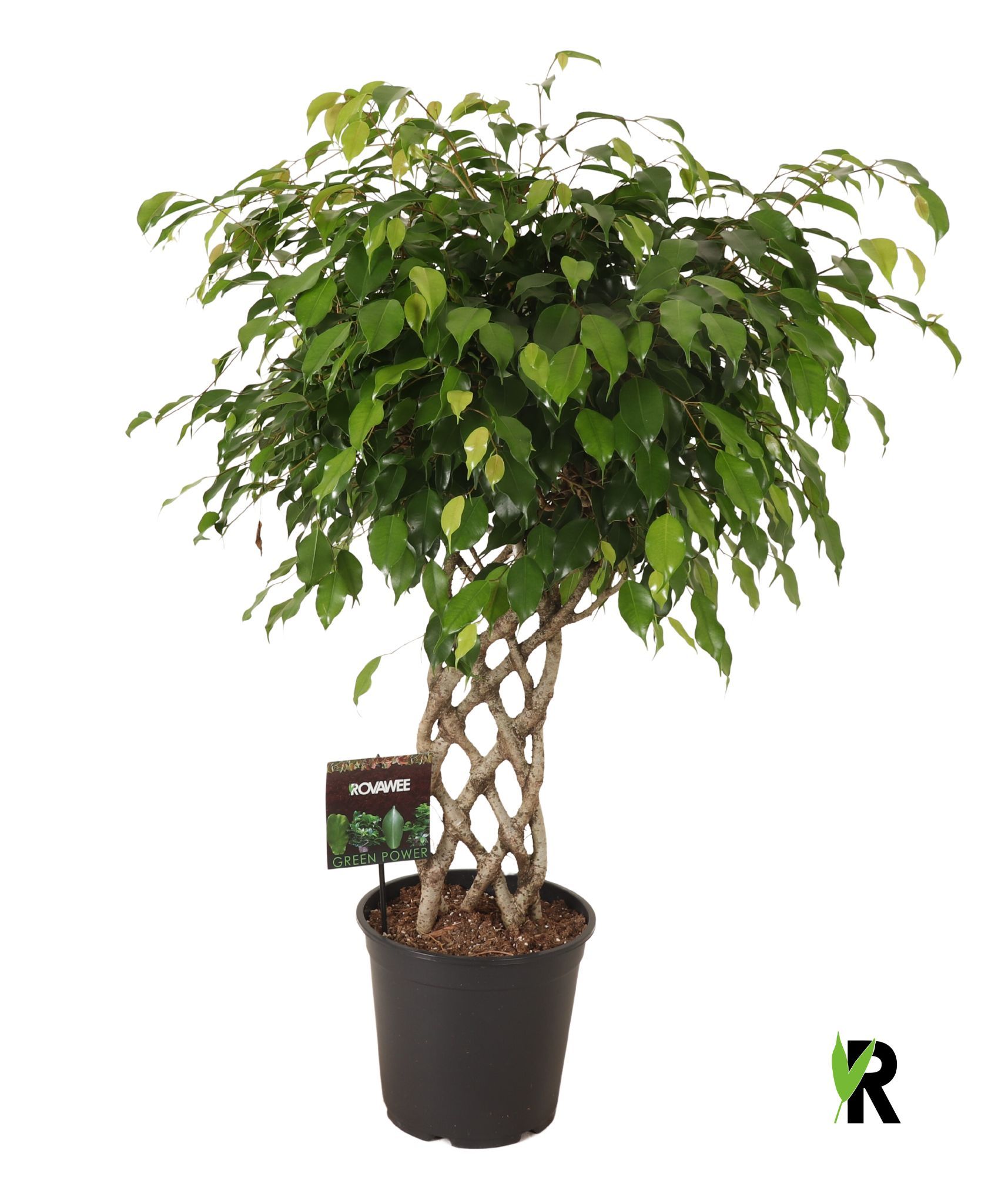 Ficus benj. Exotica gevlochten mat, D 27
