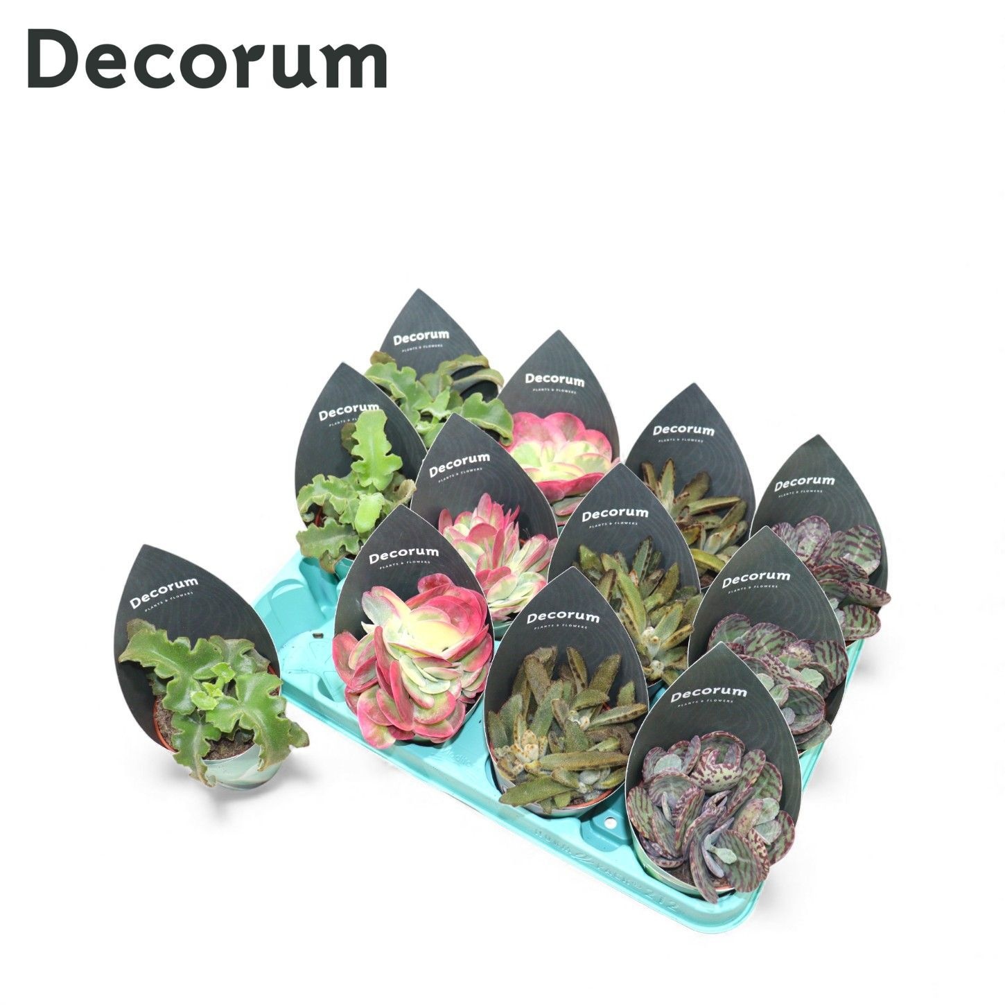 Kalanchoe Mix (4spc.) (decorum), D 8,5