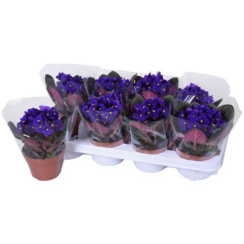 Saintpaulia Blauw Blanco hoes x8, D 12 cm Saintpaulia Blauw Blanco hoes x8, D 12 cm