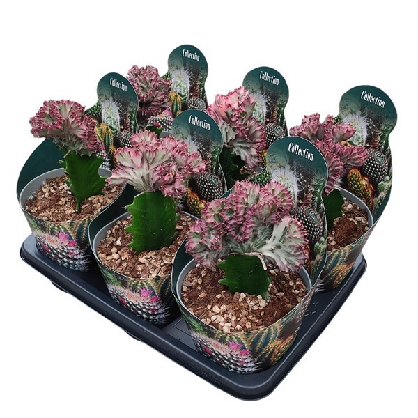 EUPHORBIA LACTEA CRESTATA (GRAFTED) - POT Ø 14 WITH POTCOVER (SUCCULENTEN), D 14