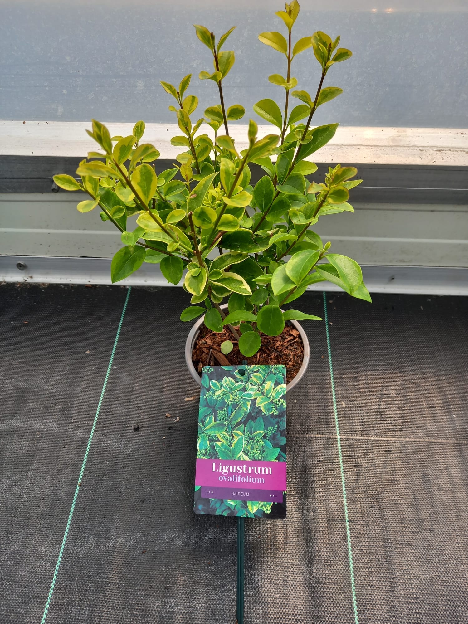 Ligustrum ovalifolium 'Aureum', D 12