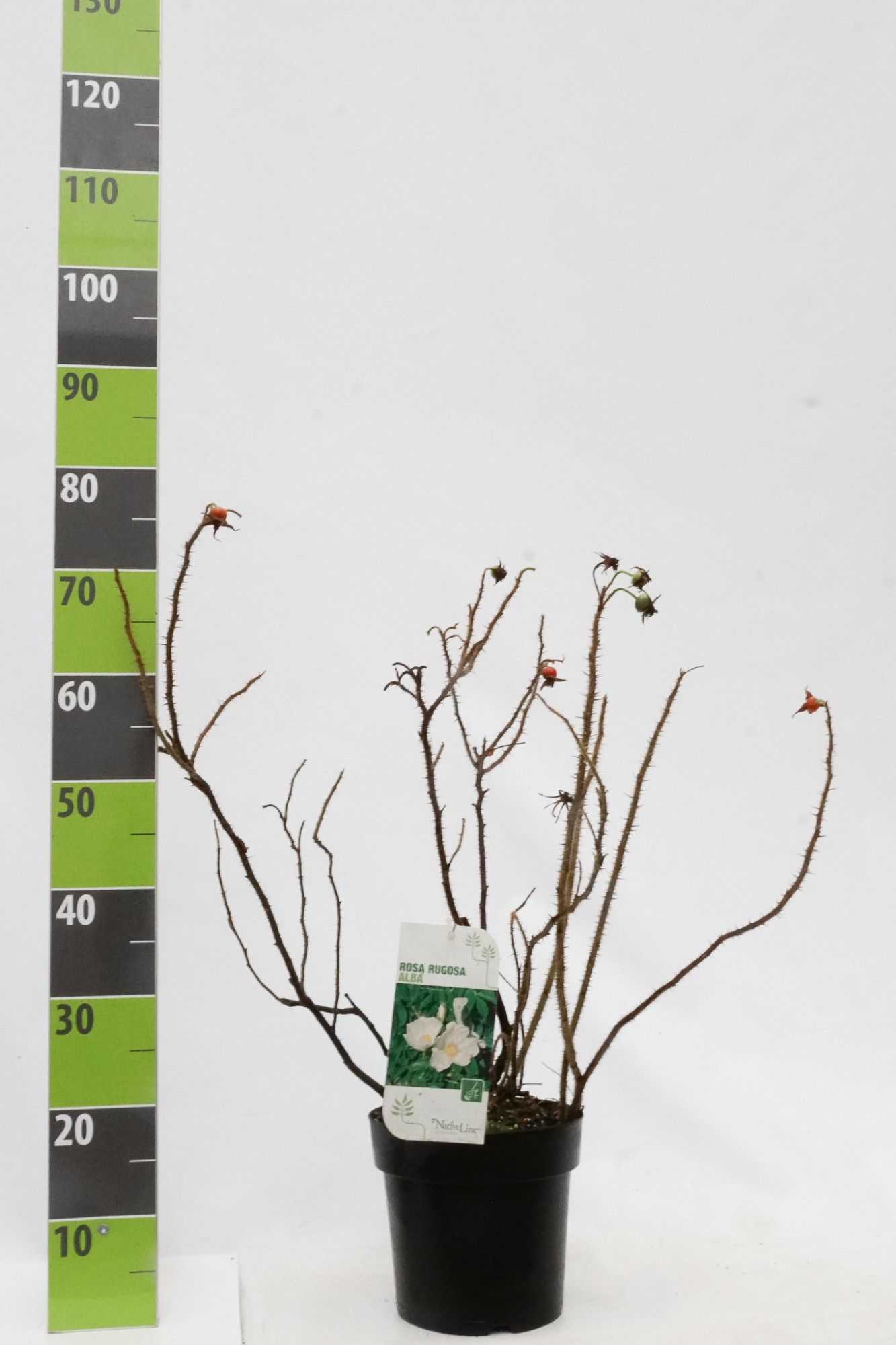Rosa rugosa 'Alba' C 4,6, D 23