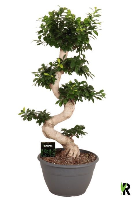 Ficus micr. S-type, D 35