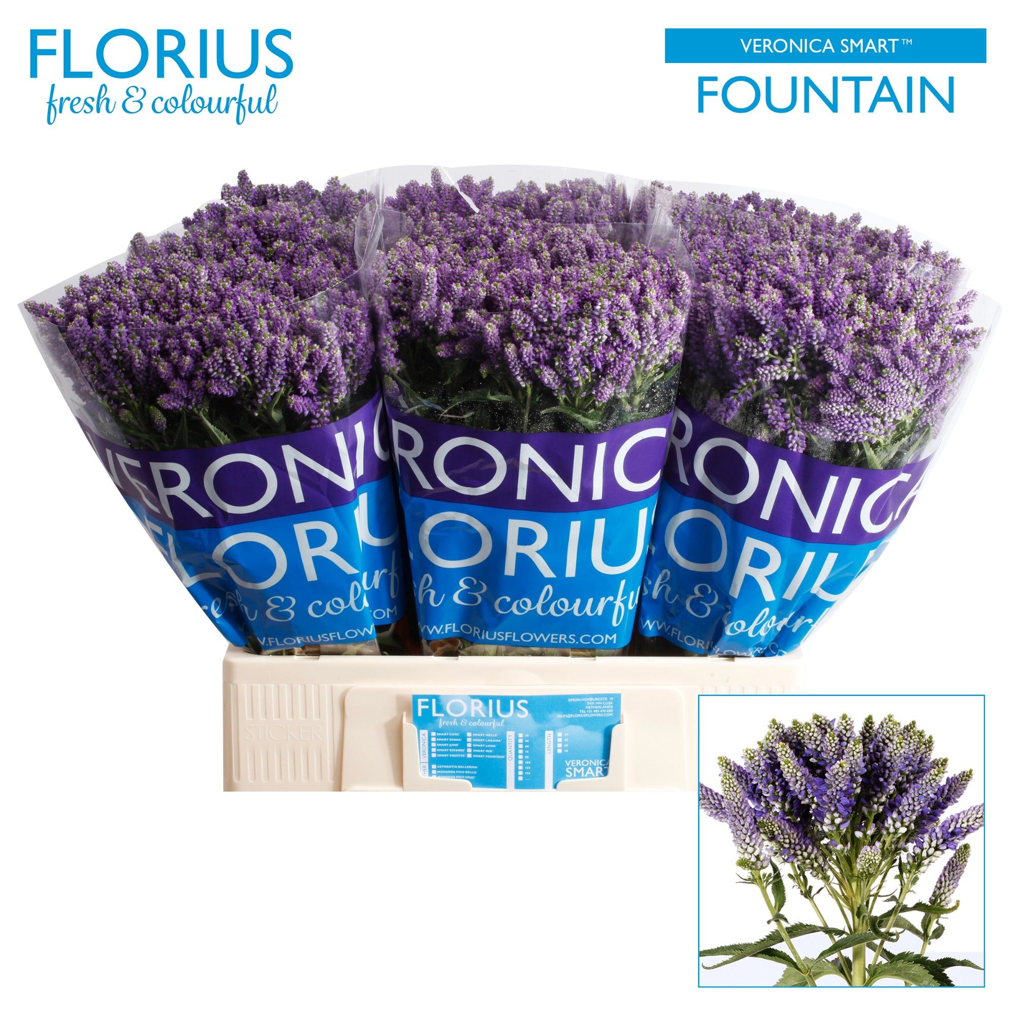 Вероника куст. Смарт Фонтейн 60 (син.), шт.