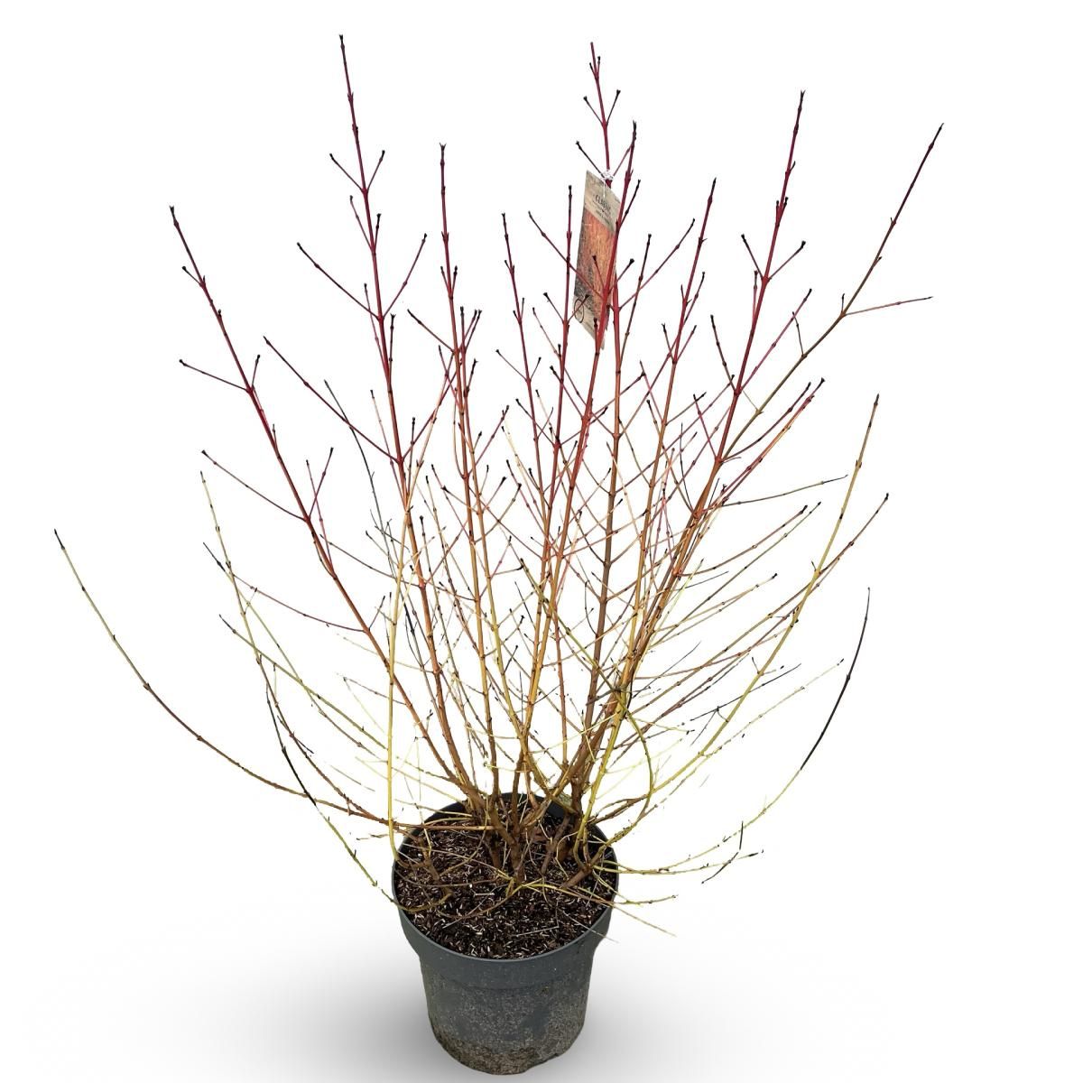 Cornus sang. 'Midwinter Fire', D 32 cm
