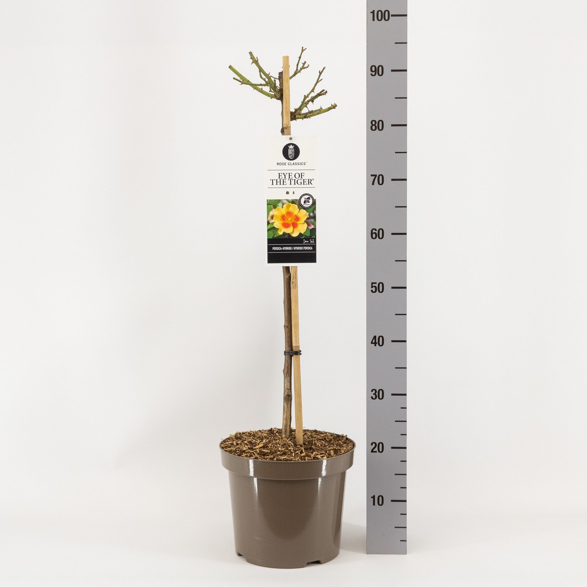 Rosa Persica Eye of the Tiger ®, stam 70, C7.5, D 26