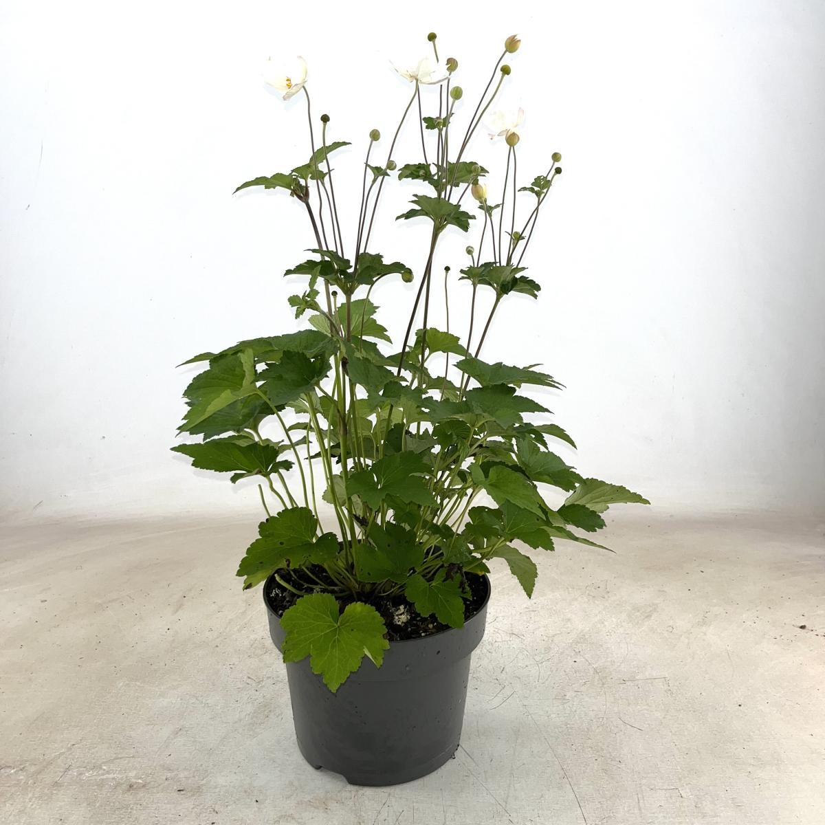 Anemone hyb. 'Honorine Jobert', D 23