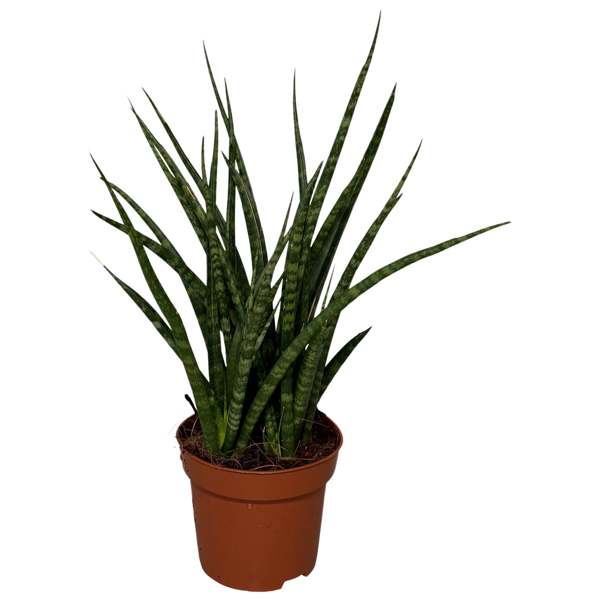 Sansevieria Cylindrica Fernwood, D 12