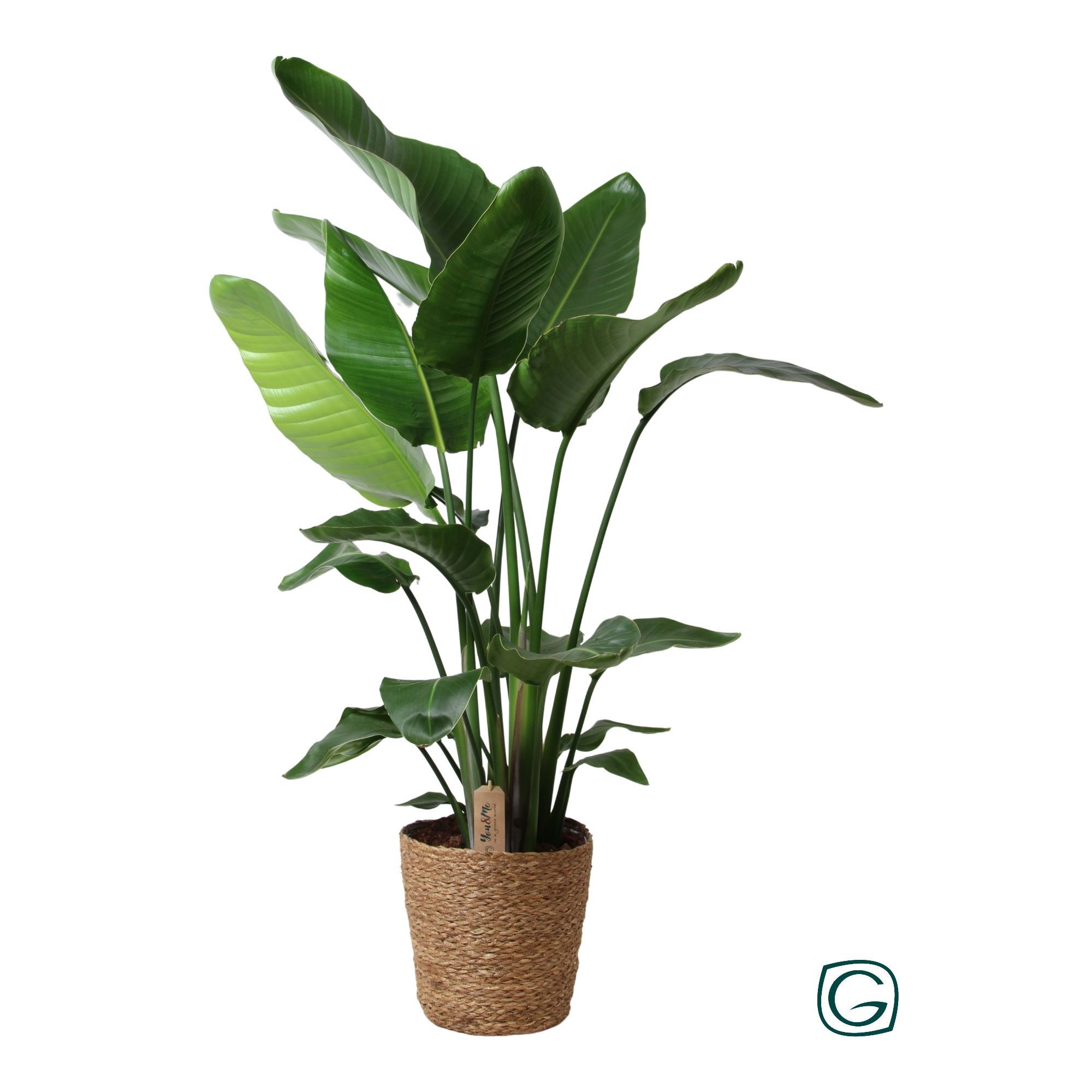 Strelitzia P27 in natural basket, D 27