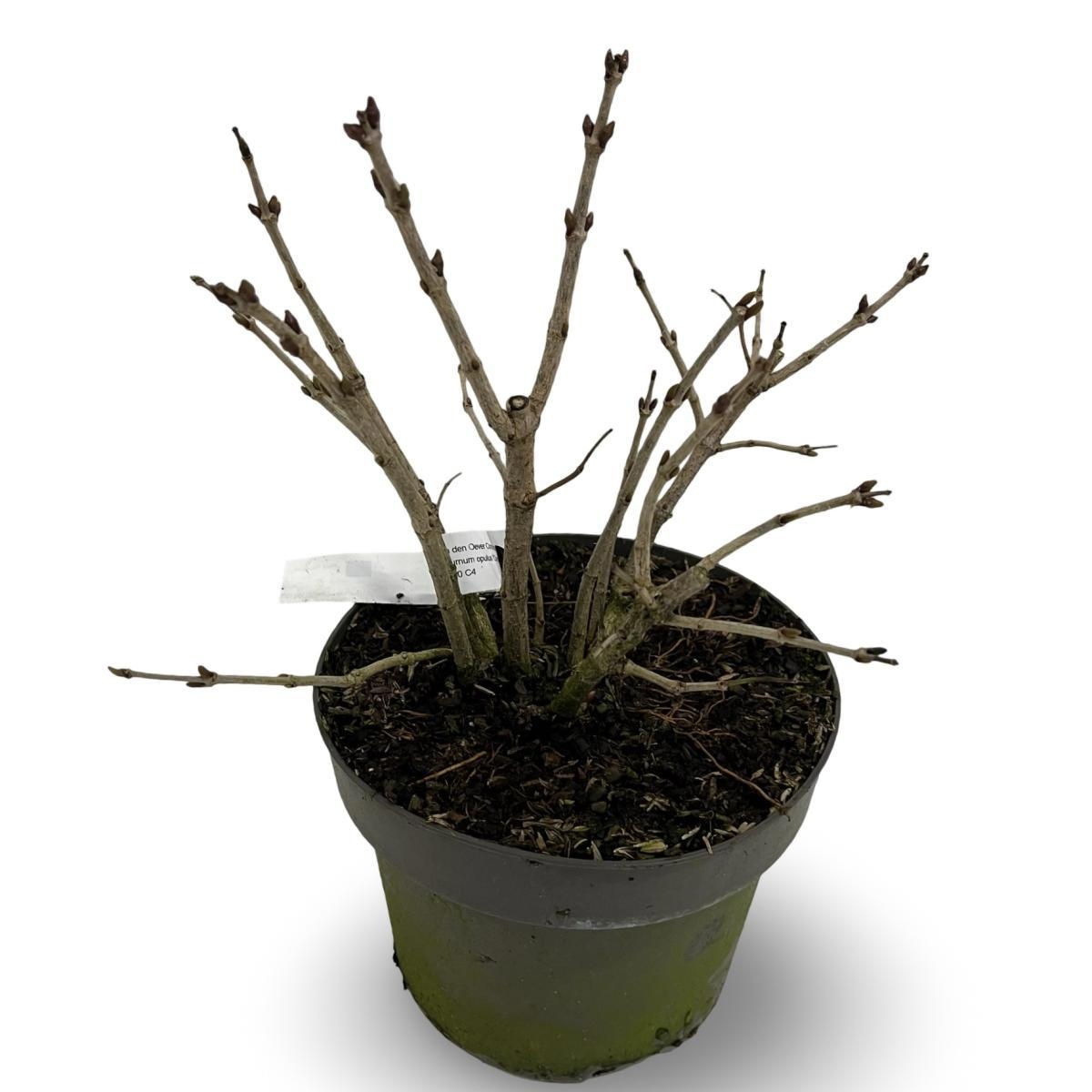 Viburnum opulus 'Compactum', D 21