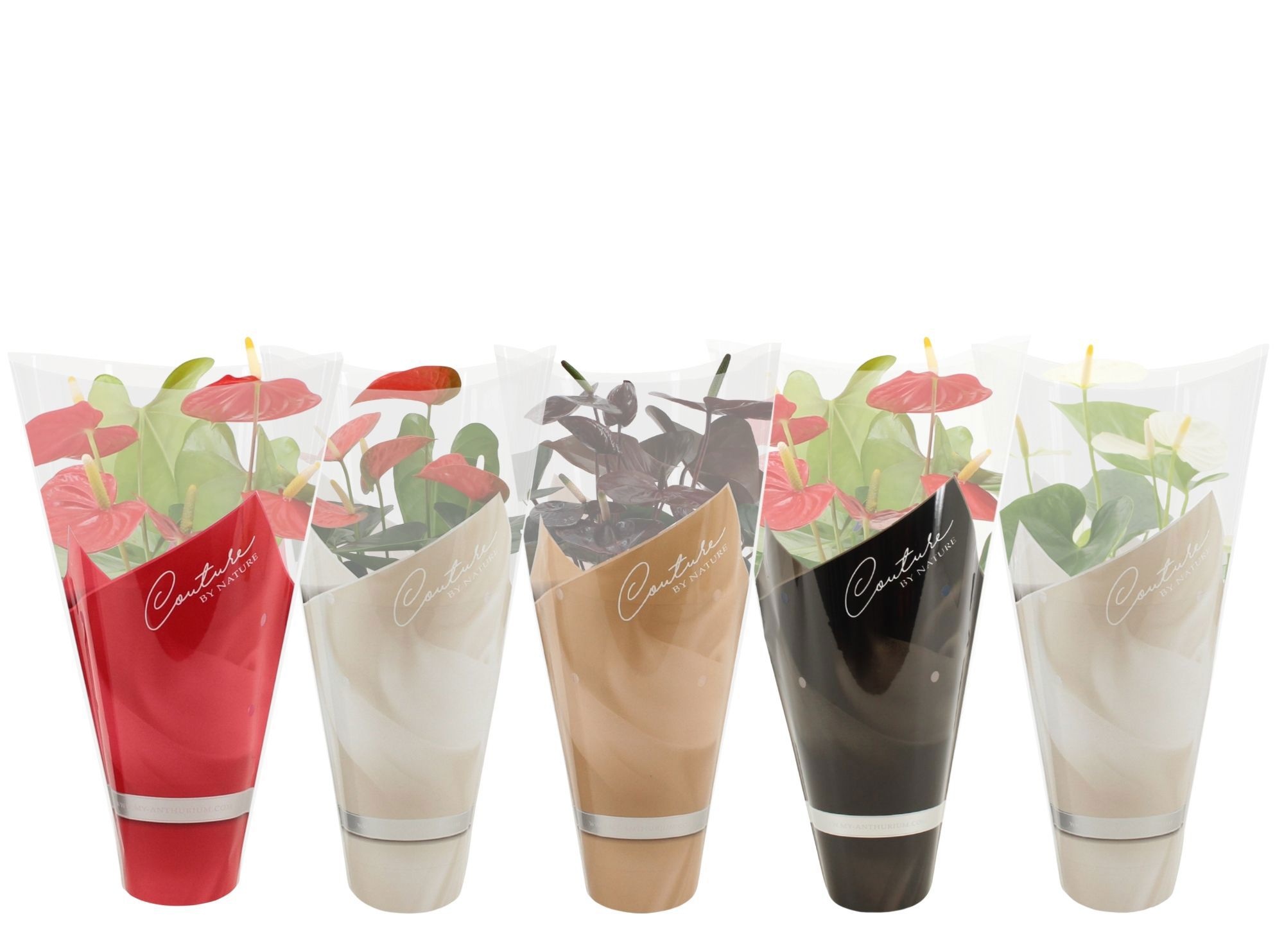 Anthurium 14 cm 4 color mix in Couture winter sleeve, D 14