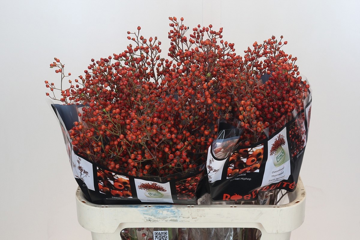 Рузботель Роузфрут Элит 80, шт.