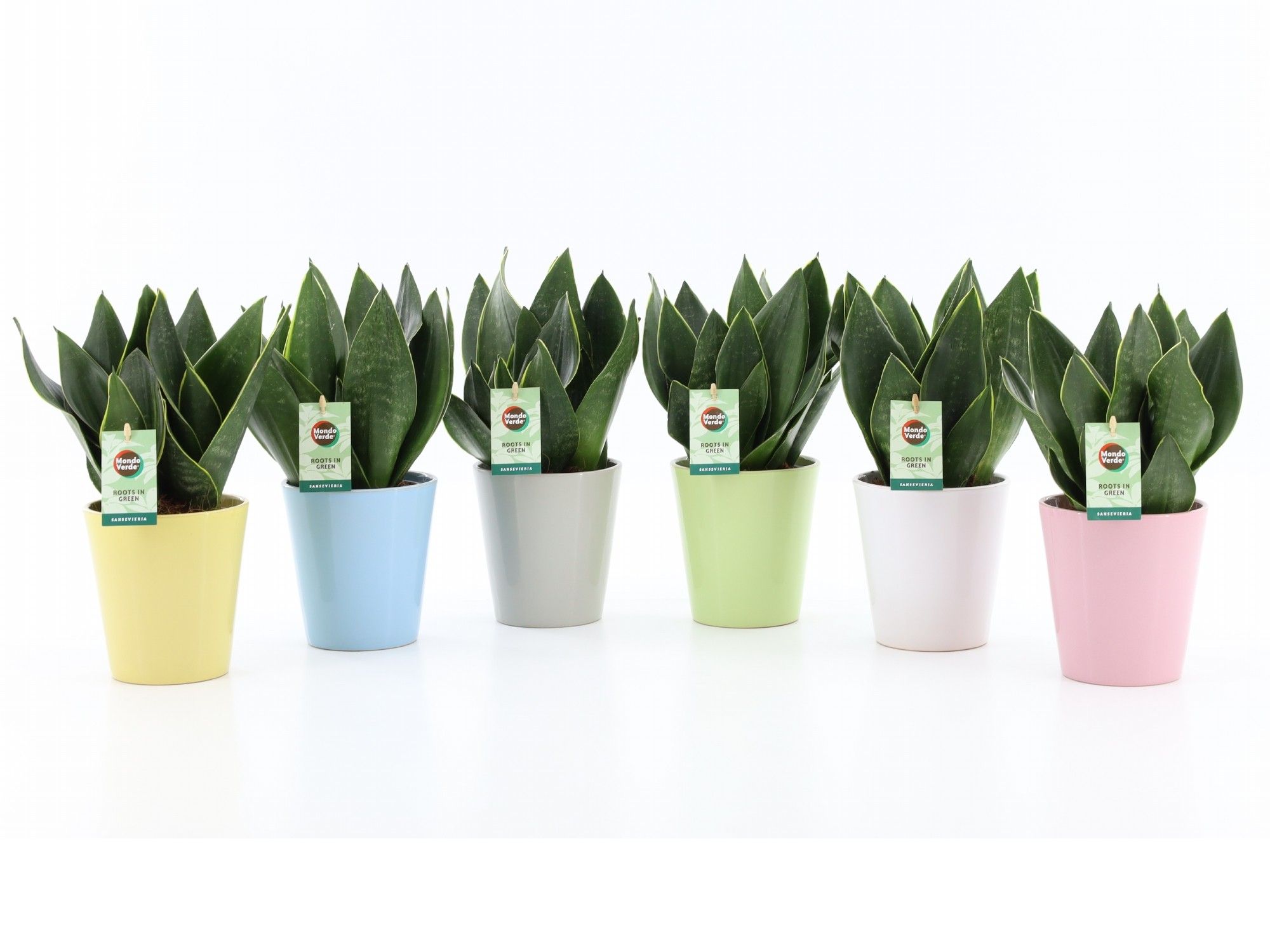 Sansevieria Black Diamond in Pastel keramiek, D 13