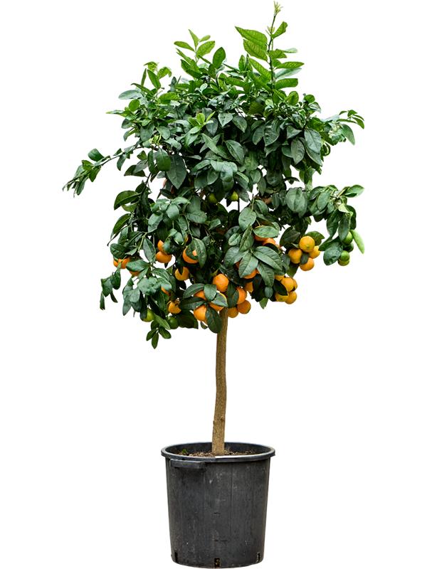 Citrus aurantifolia 'Lime Rossa', D 38