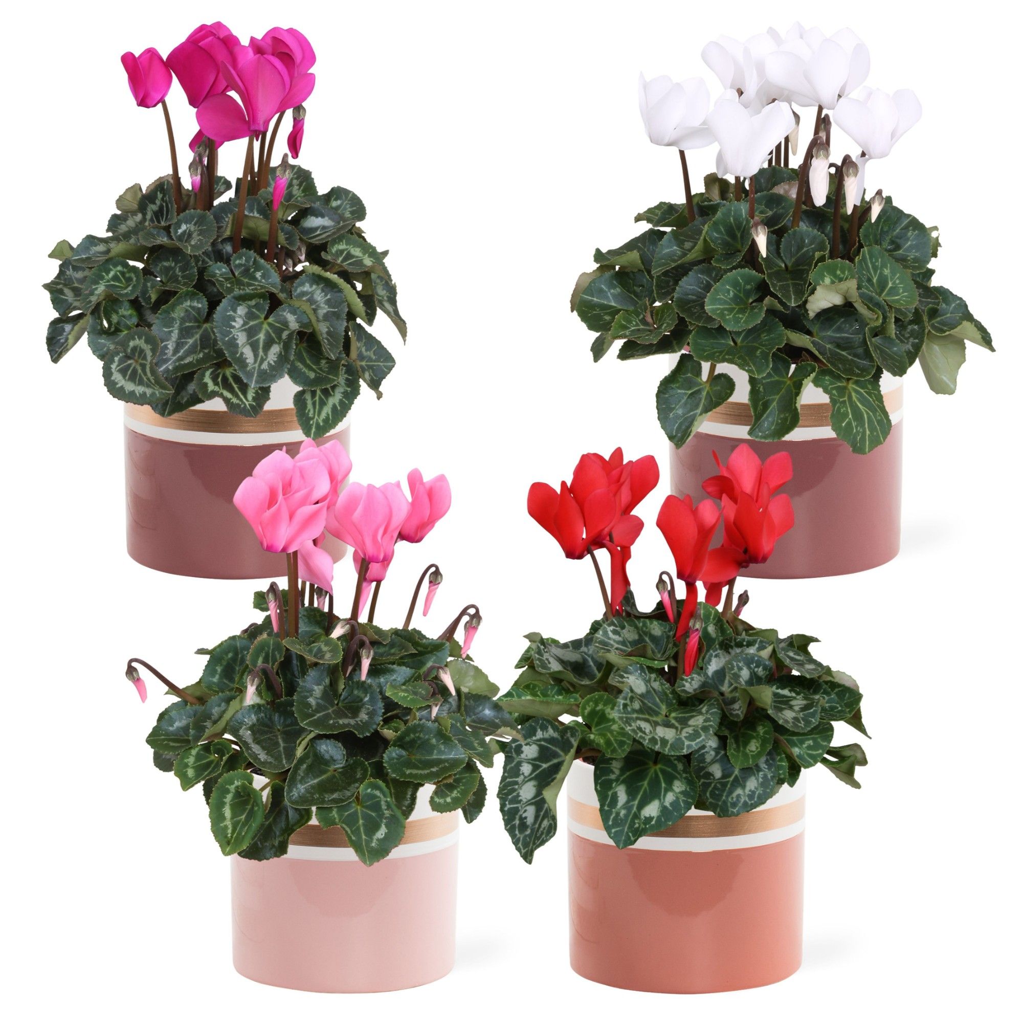 Collectie 'Moments' - Cyclamen in pot Joy, D 13
