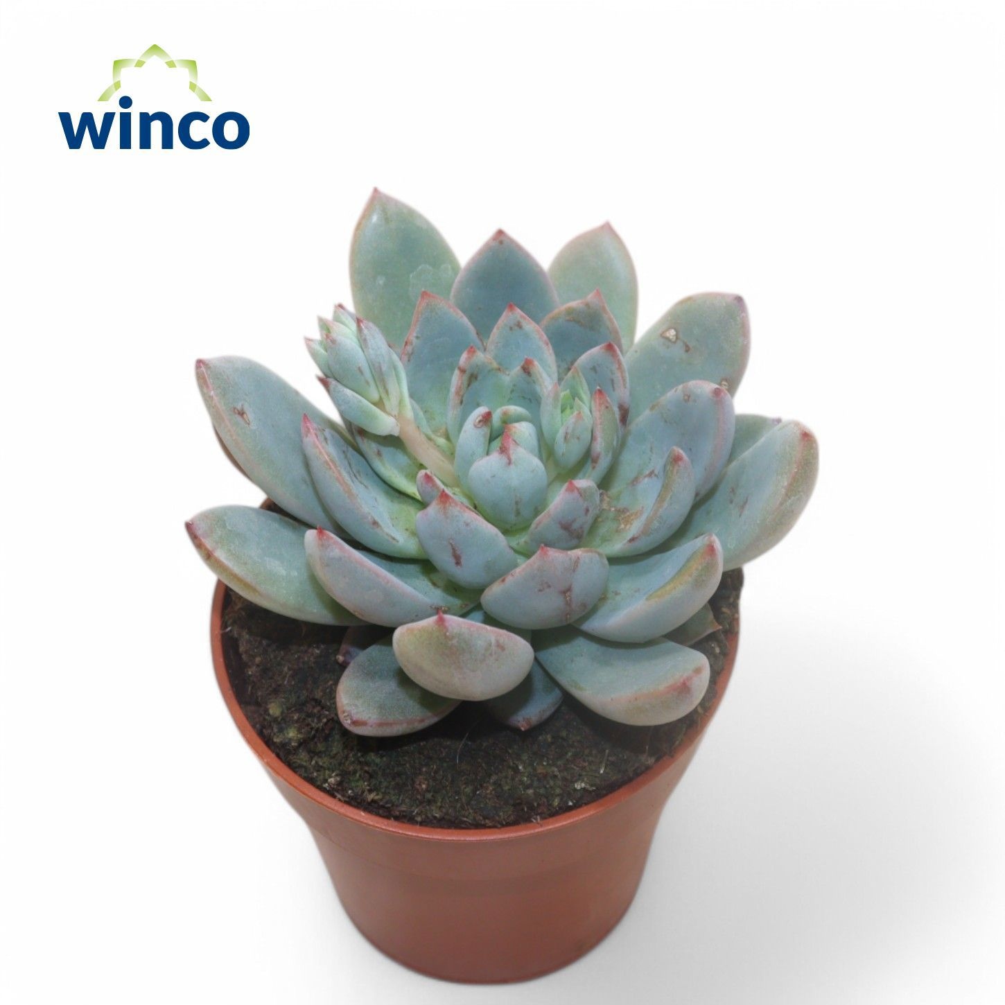 Echeveria Yummie, D 8,5