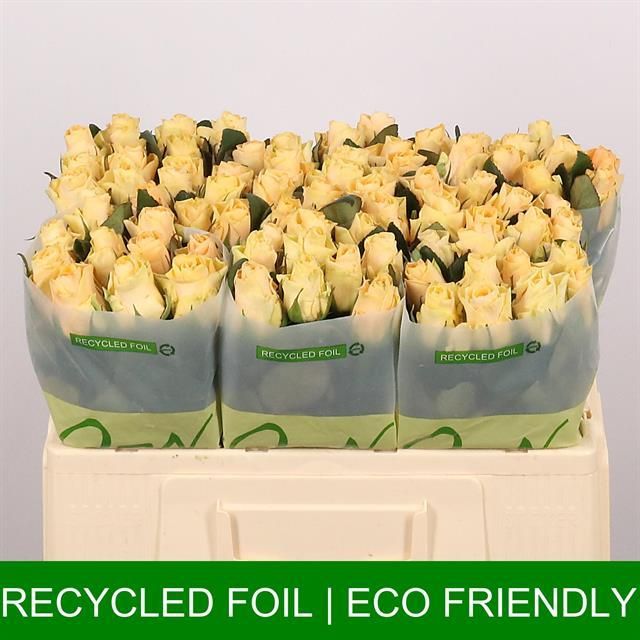 Роза од. Пич Такази+ 50, шт.