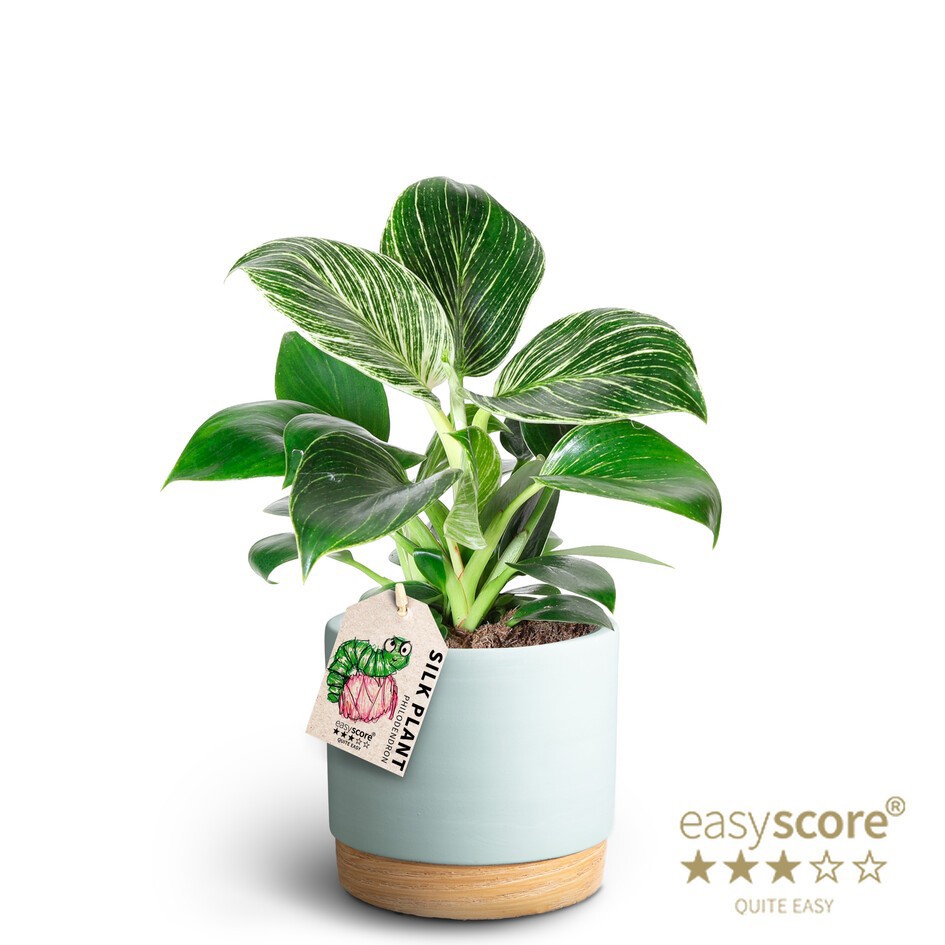 Woodbase Sky Blue, Philodendron ´White measure´, D 12