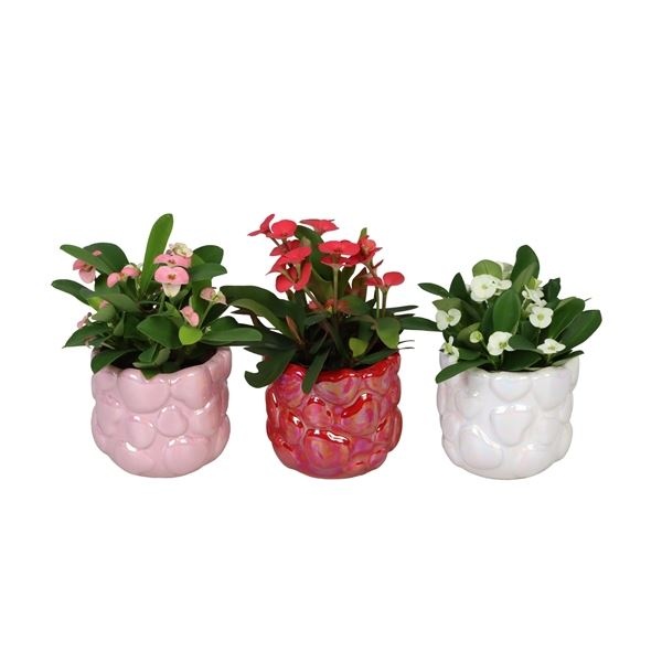 L 66715 with Euphorbia Milii Mix 6 cm, D 6 cm