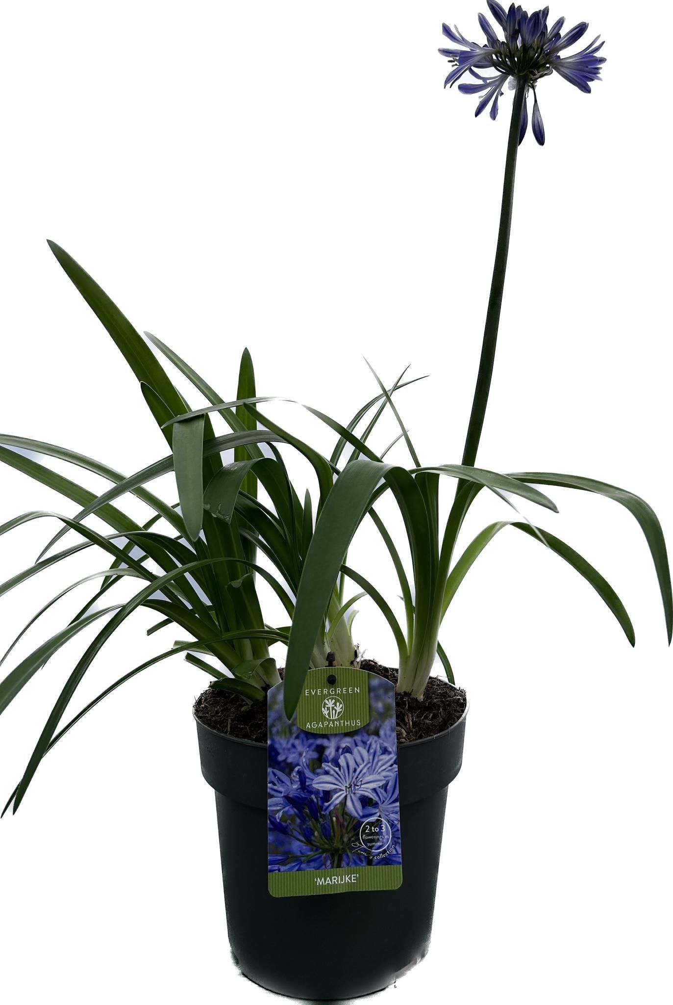 Agapanthus 'Marijke' P19 EVERGREEN, D 19
