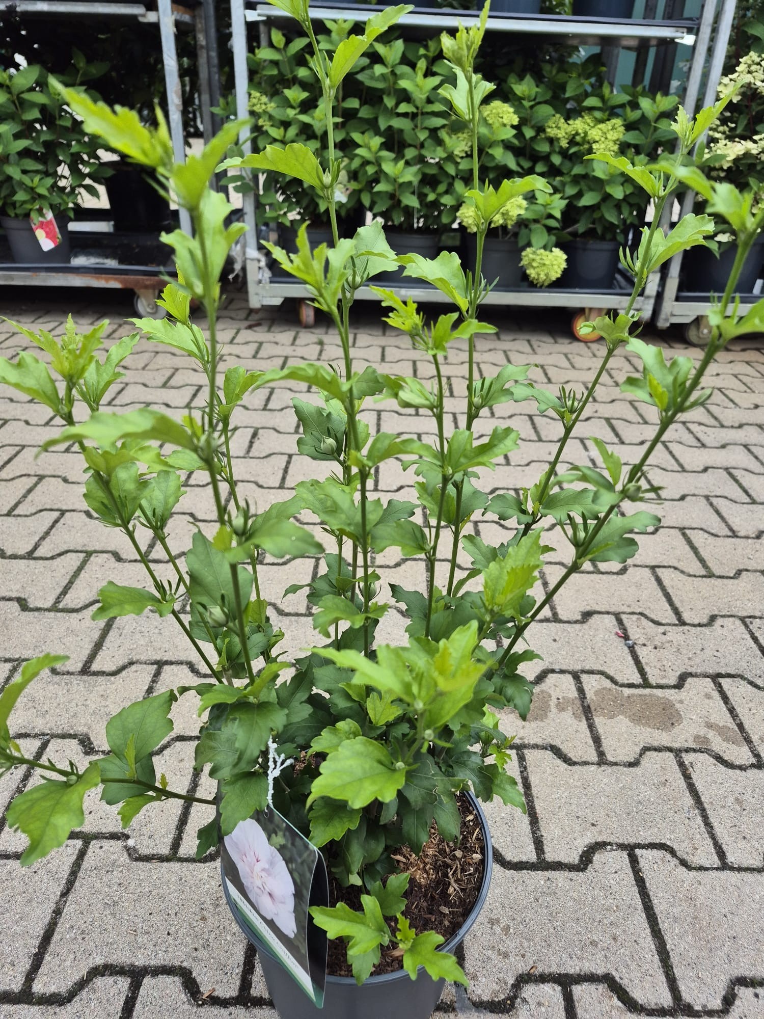 Hibiscus syr. 'China Chiffon' -R-, D 23