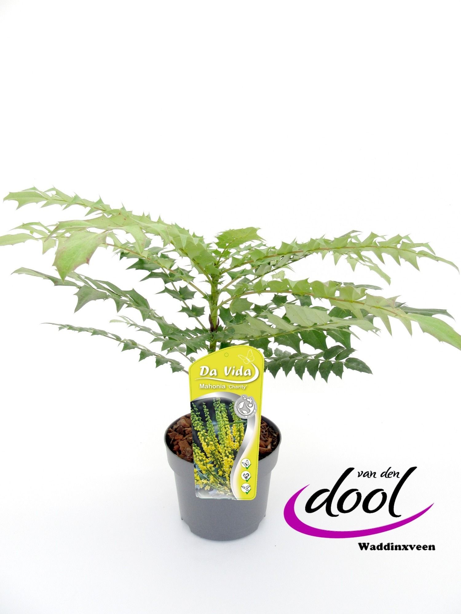 Mahonia med. Charity, D 19