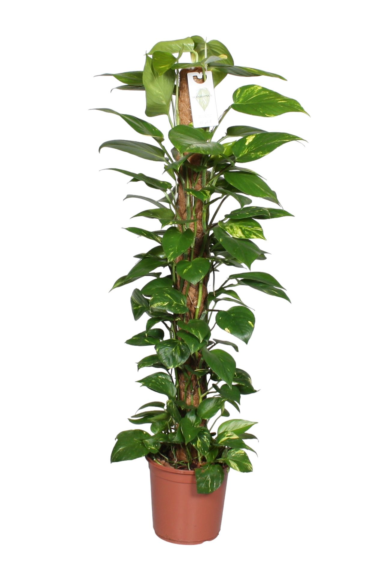 Epipremnum pinnatum mosstok 120cm Scindapsus, D 24 cm Epipremnum pinnatum mosstok 120cm Scindapsus, D 24 cm