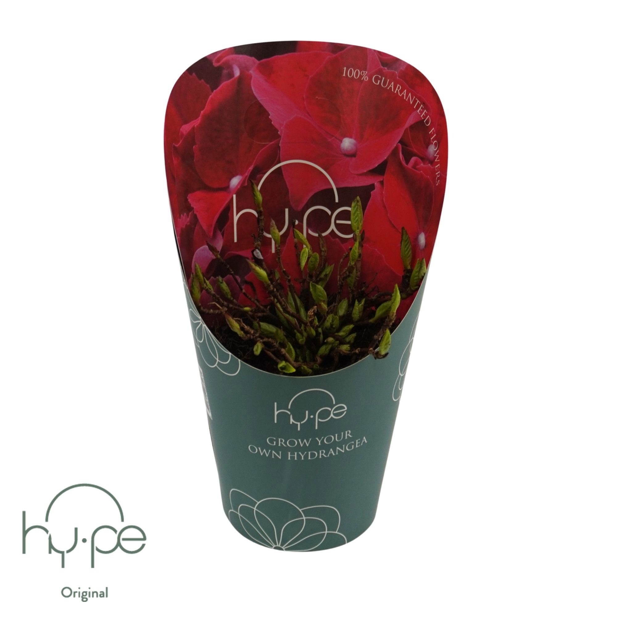 Grow Your Own Mophead Red 7+ | Hy-pe Original, D 14