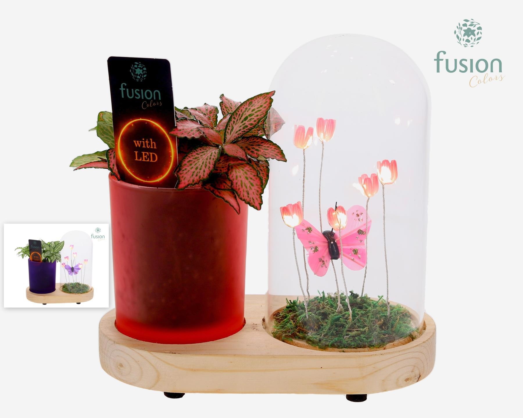 LED Lichtbal Vlinder Large houten planter met Fittonia, D 17