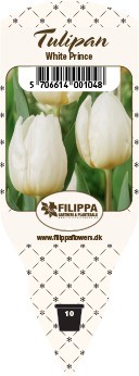 TULIPA FERGANICA 'White Prince', D 10