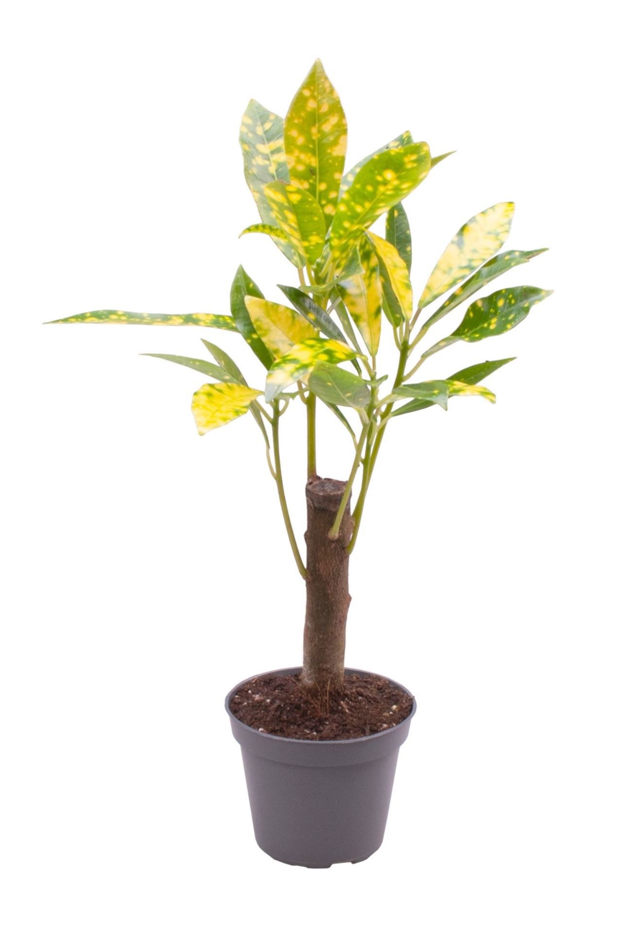 Codiaeum Acubafolia, D 6