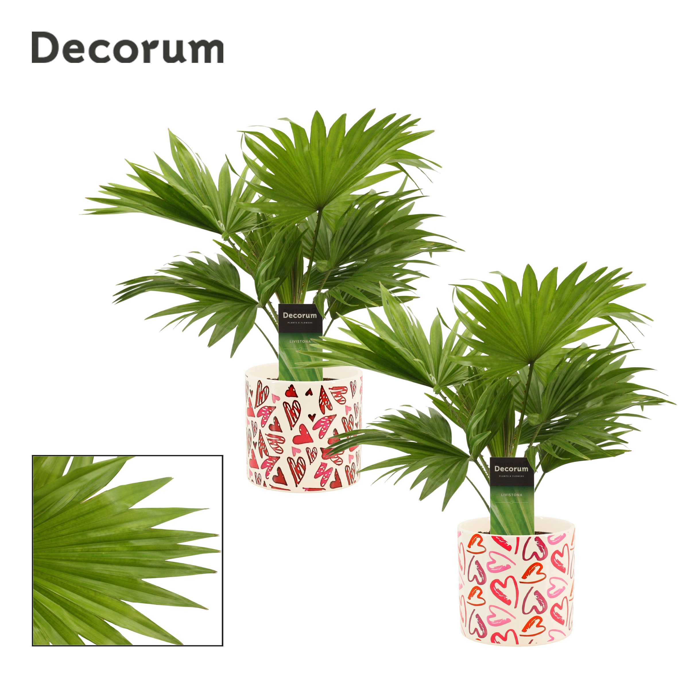 Livistona Rotundifolia 12 cm in Julia (Deco-collection), D 12