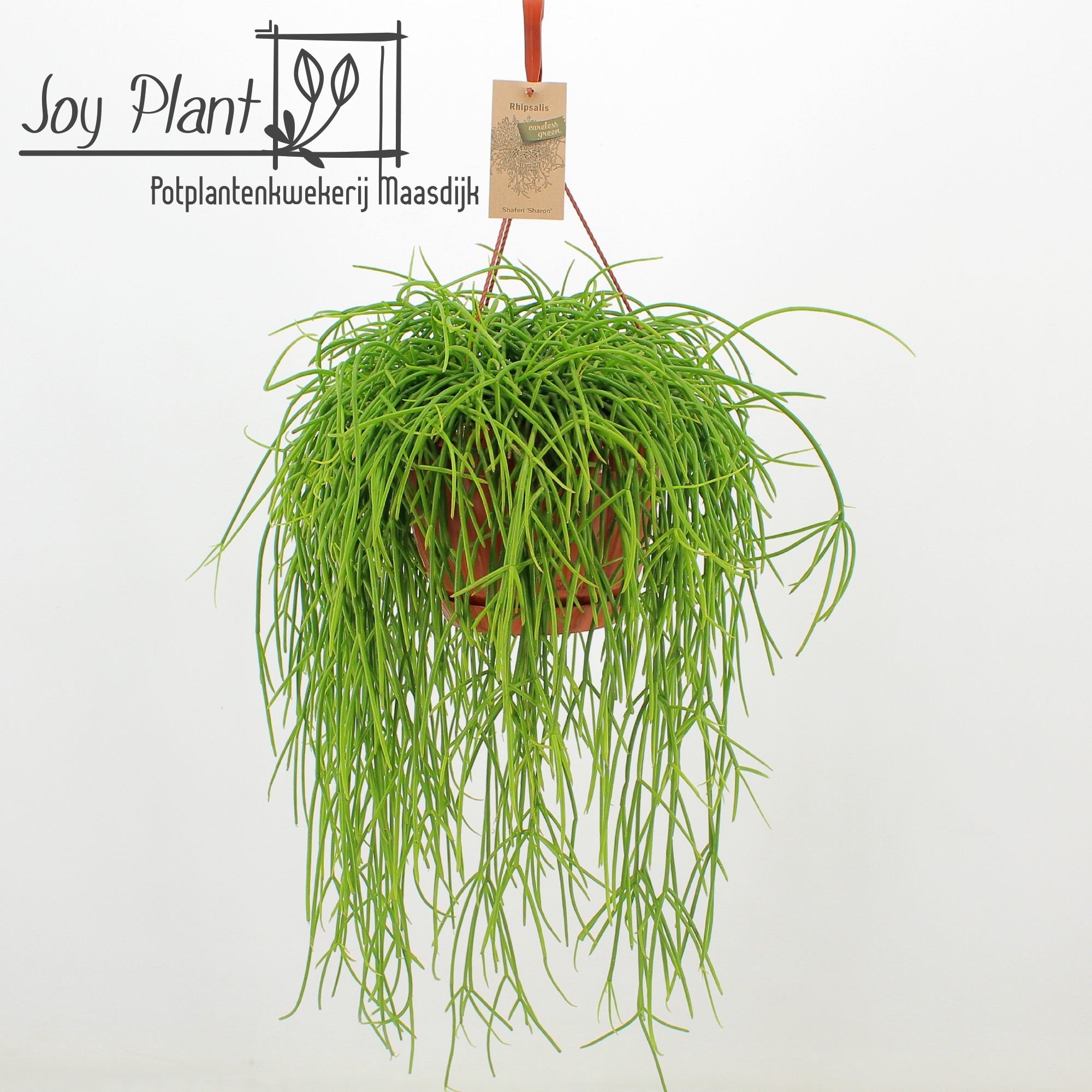 Rhipsalis Shaferi ‘Sharon’, D 21