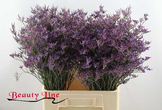 Лимониум Пиума Дарк Блю 70, шт.