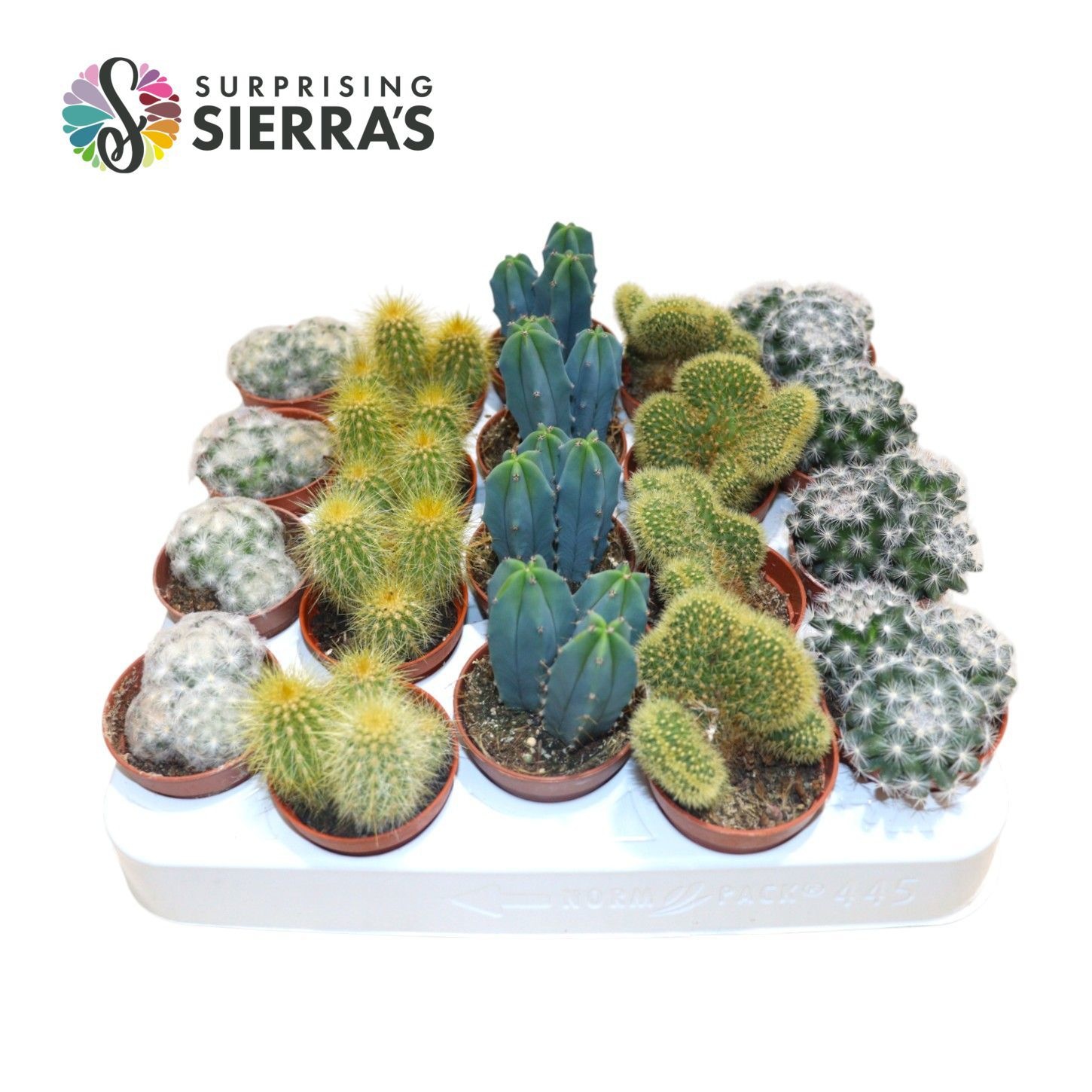 Sierra's® - Santiago Cactus Mix (Deluxe), D 5,5 cm