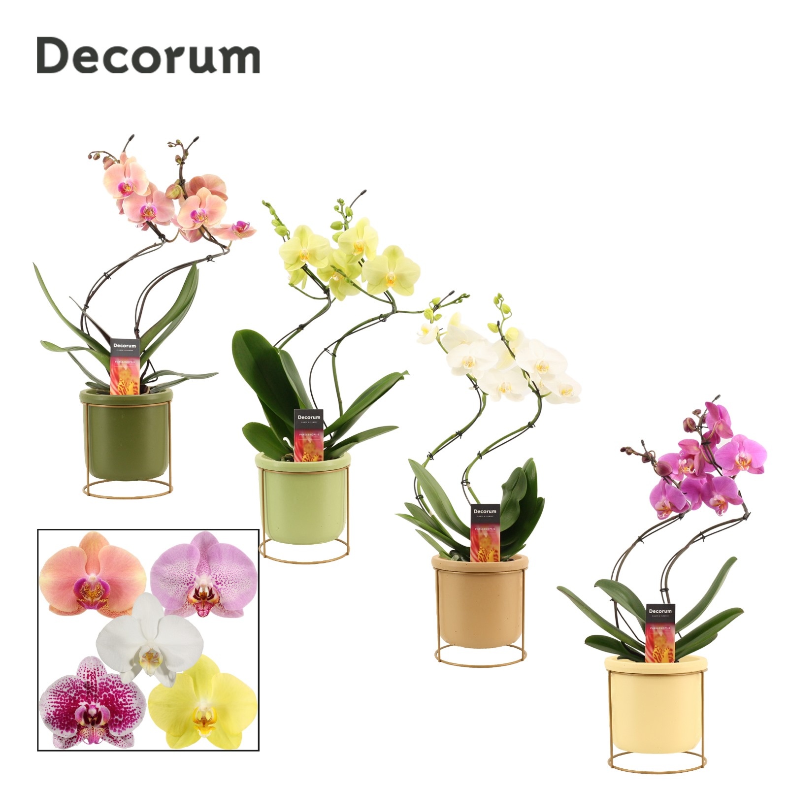 Phalaenopsis hurricane mix in Lynn (Silent moods-collection), D 12