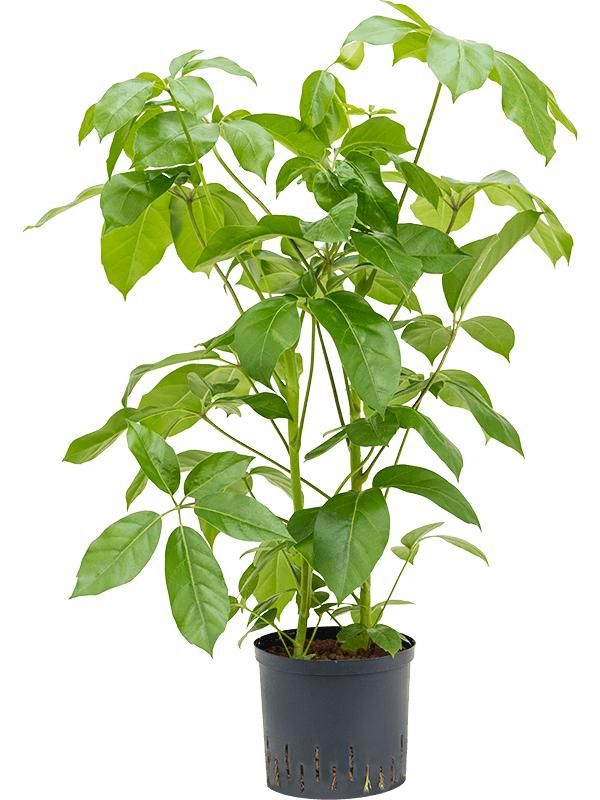 Schefflera actinophylla 'Amate', D 22 cm