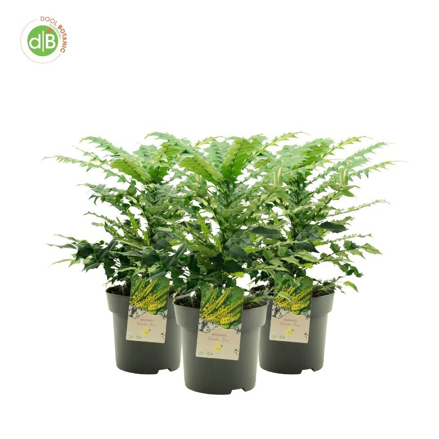 Mahonia med. 'Wintersun', D 26