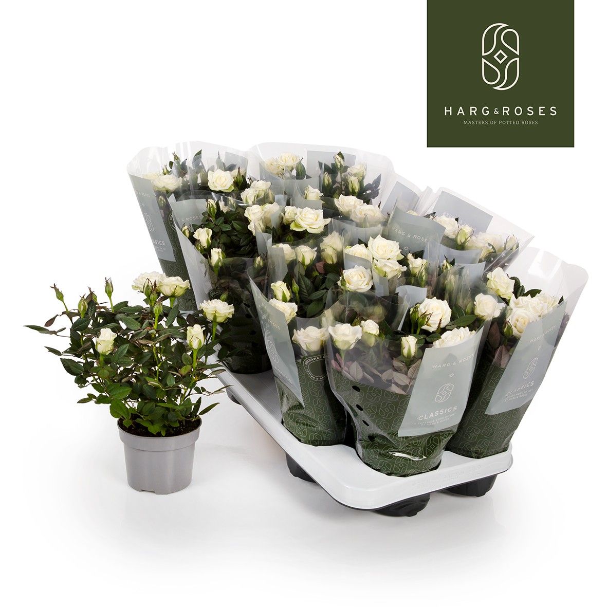 Rosa Kordana Alaska (Wit), D 10,5