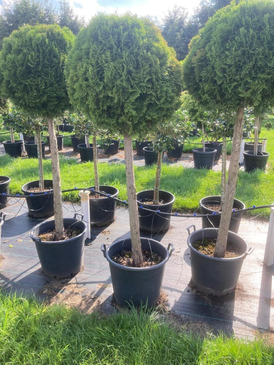 Thuja occ. 'Smaragd', D 55