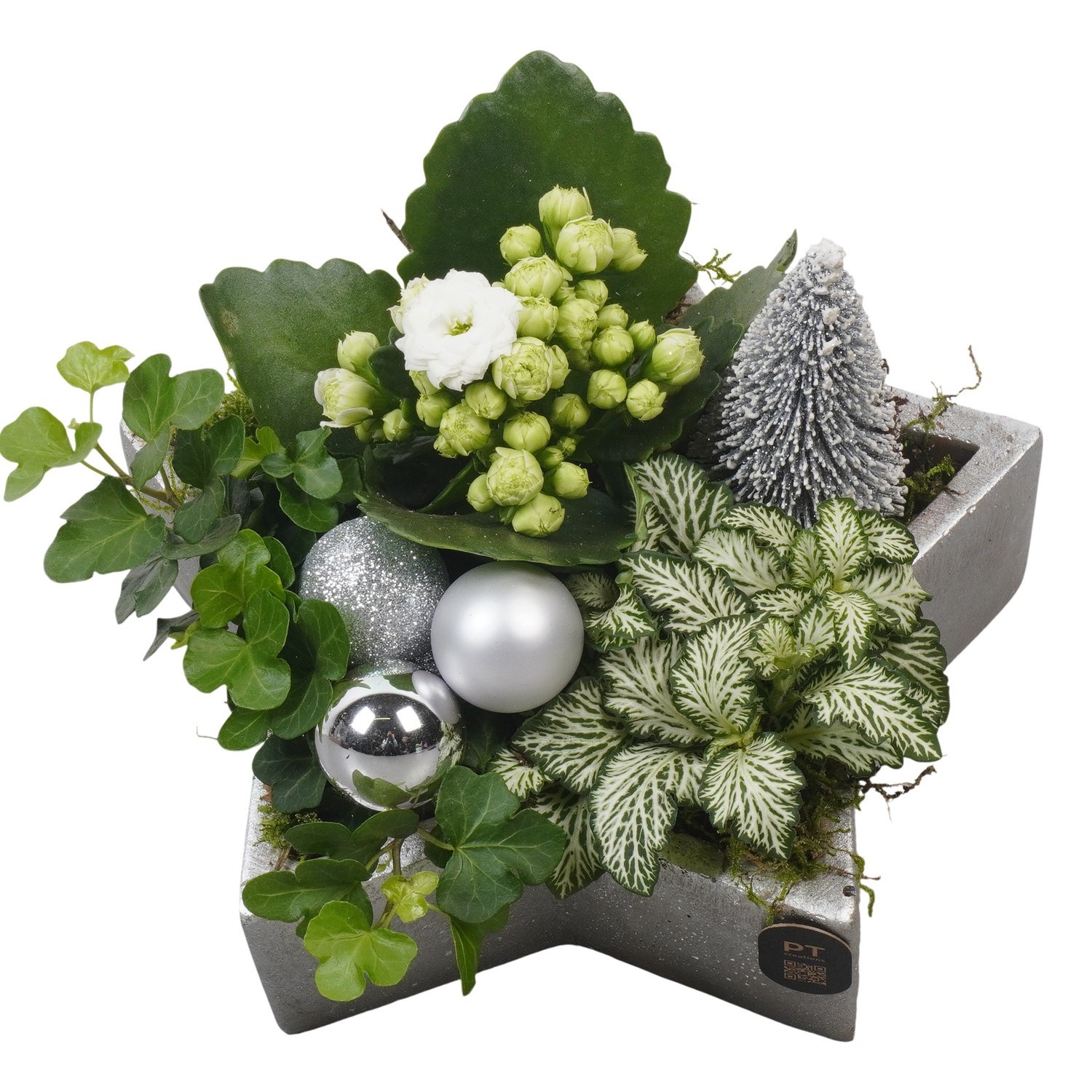 PTCHW7957 Arrangement Christmas White in beton ster, D 20