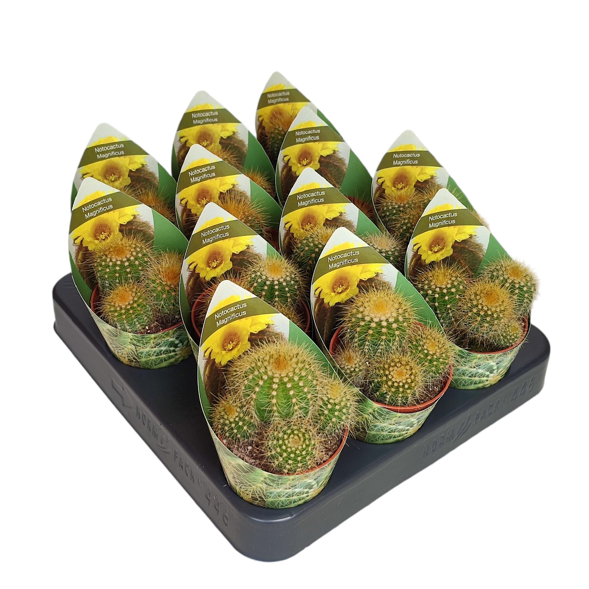 NOTOCACTUS MAGNIFICUS - POT Ø 6,5 WITH POTCOVER (CACTUS), D 6,5
