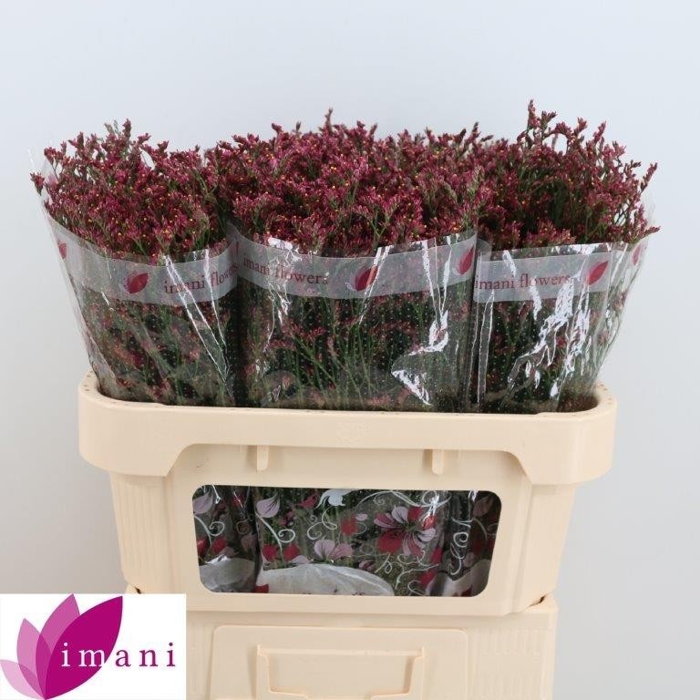 Лимониум Скарлет Даймонд 70, шт.